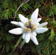 Edelweiss Extract
