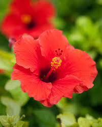 Hibiscus Extract
