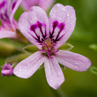 Rose Geranium Essential Oil