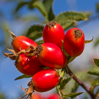 Rosehip Fruit Oil