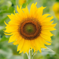 Sunflower Seed Oil