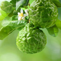Bergamot Essential Oil (Bergaptene-Free)