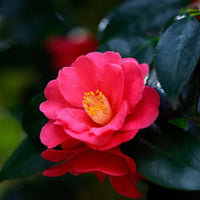 Camellia Seed Oil