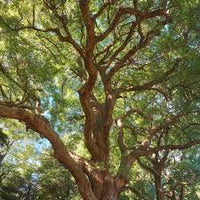 Ho Wood Essential Oil