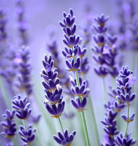 Lavender Essential Oil