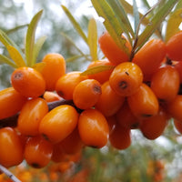 Sea Buckthorn Fruit Oil