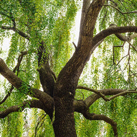 Prorevive® Blemish Balm Complex